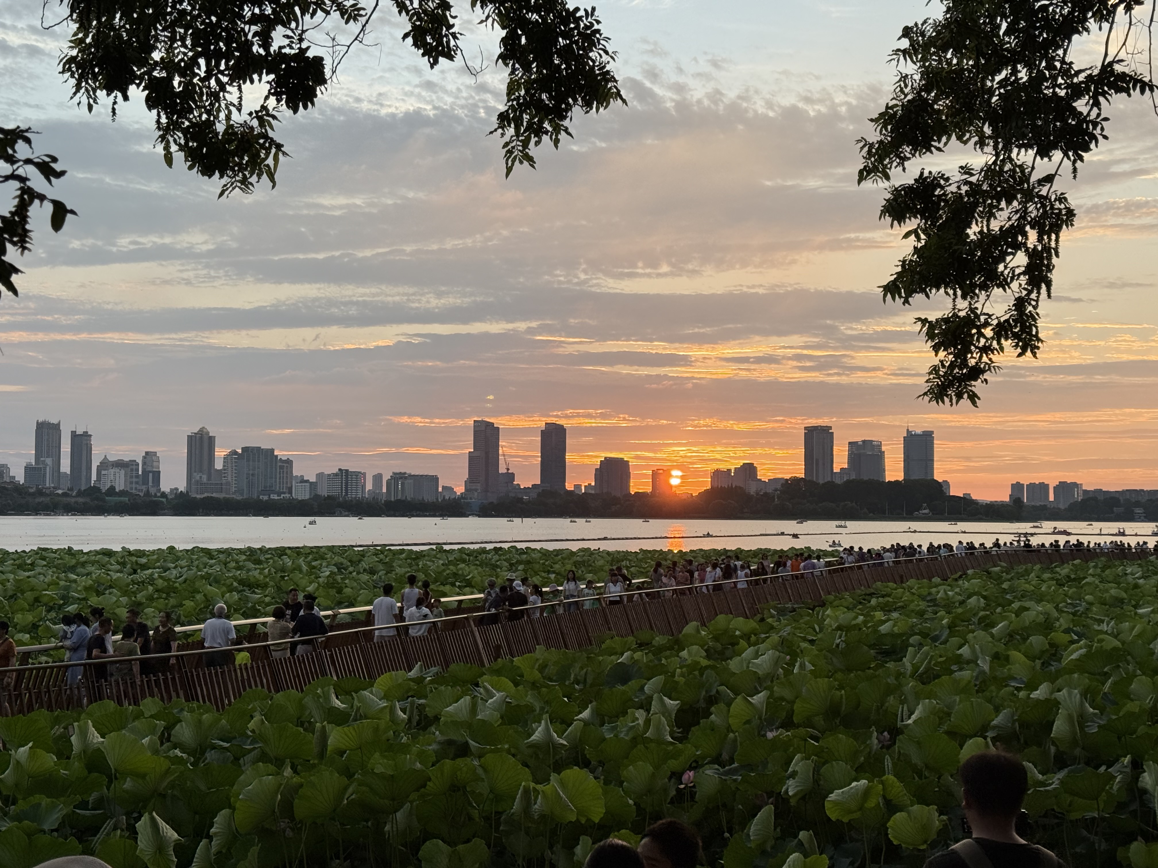 湖畔荷叶与城市夕照，作者实拍